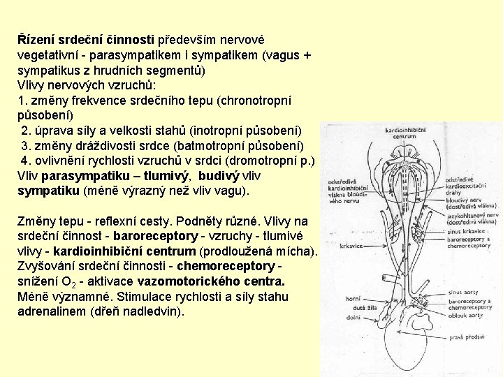 Řízení srdeční činnosti především nervové vegetativní - parasympatikem i sympatikem (vagus + sympatikus z