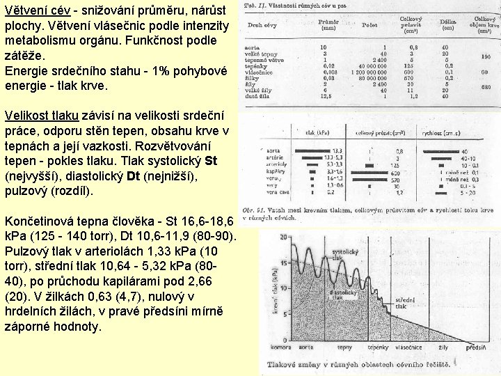 Větvení cév - snižování průměru, nárůst plochy. Větvení vlásečnic podle intenzity metabolismu orgánu. Funkčnost