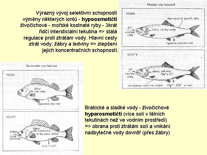 Výrazný vývoj selektivní schopnosti výměny některých iontů - hypoosmotičtí živočichové - mořské kostnaté ryby