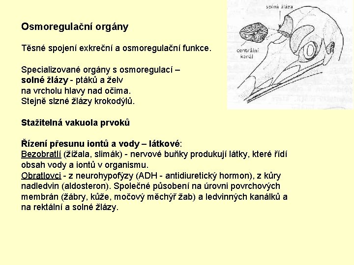 Osmoregulační orgány Těsné spojení exkreční a osmoregulační funkce. Specializované orgány s osmoregulací – solné