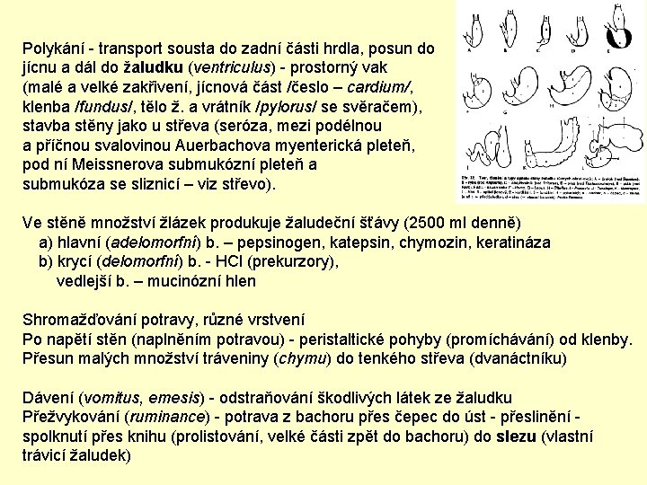 Polykání - transport sousta do zadní části hrdla, posun do jícnu a dál do