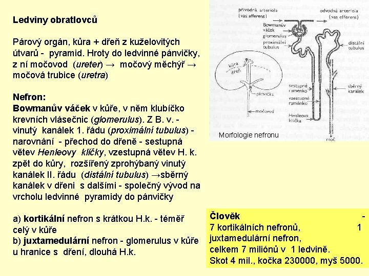 Ledviny obratlovců Párový orgán, kůra + dřeň z kuželovitých útvarů - pyramid. Hroty do