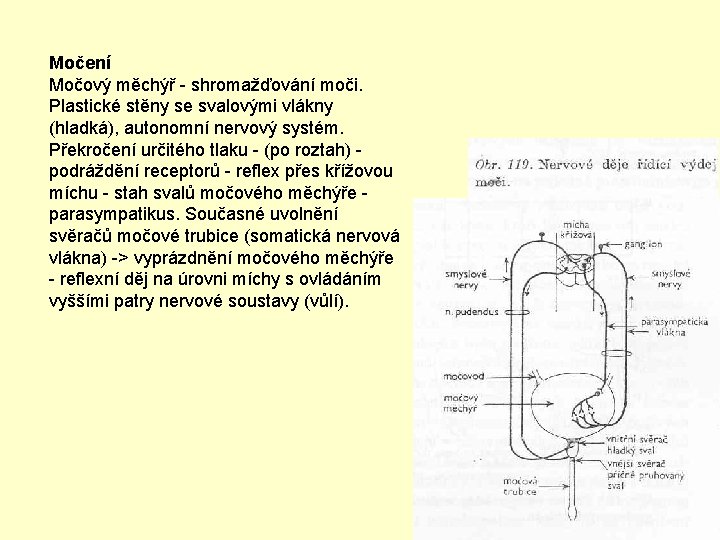 Močení Močový měchýř - shromažďování moči. Plastické stěny se svalovými vlákny (hladká), autonomní nervový