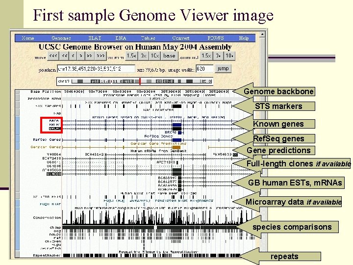 First sample Genome Viewer image Genome backbone STS markers Known genes Ref. Seq genes