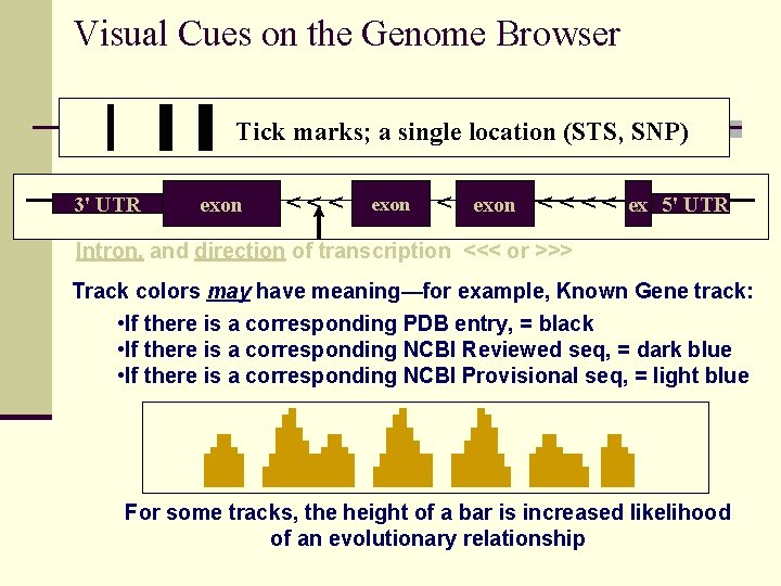 Visual Cues on the Genome Browser Tick marks; a single location (STS, SNP) 3'