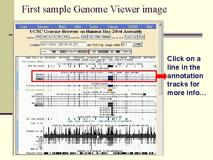 First sample Genome Viewer image Click on a line in the annotation tracks for