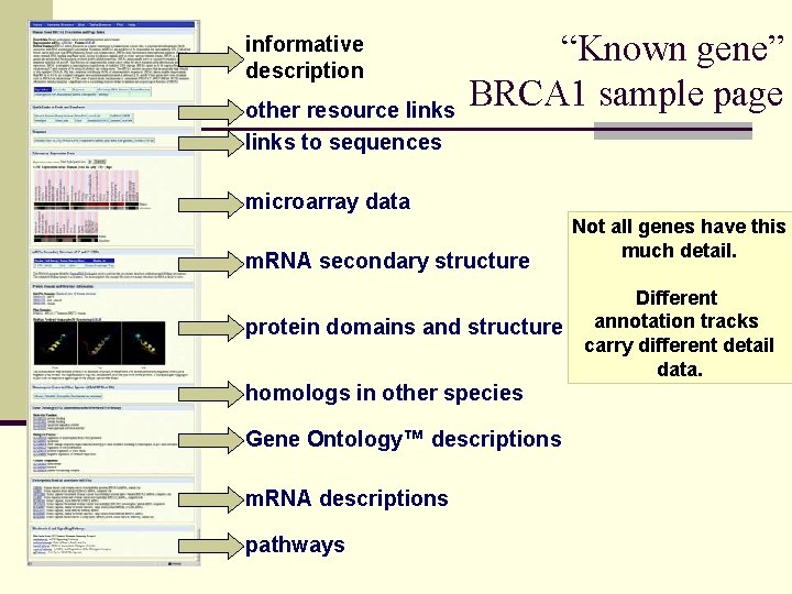 informative description other resource links to sequences “Known gene” BRCA 1 sample page microarray