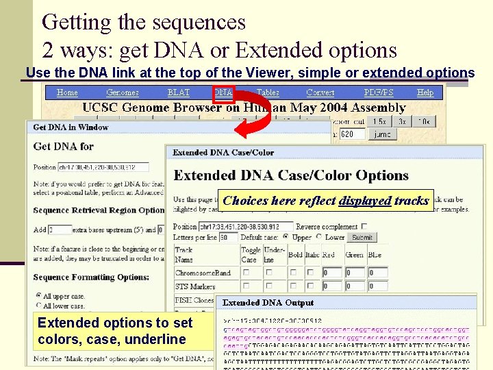 Getting the sequences 2 ways: get DNA or Extended options Use the DNA link