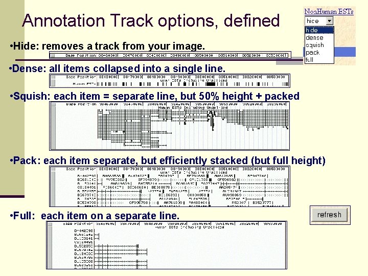 Annotation Track options, defined • Hide: removes a track from your image. • Dense: