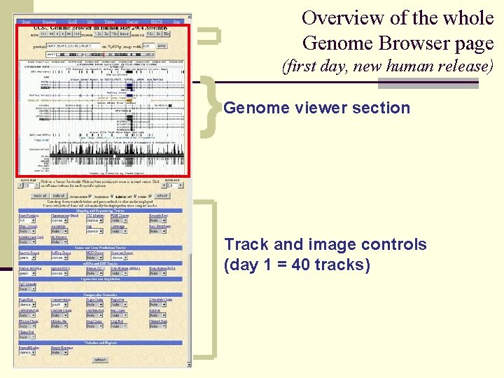 Overview of the whole Genome Browser page } (first day, new human release) Genome