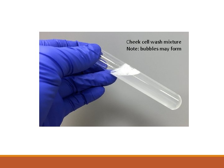 Cheek cell wash mixture Note: bubbles may form 