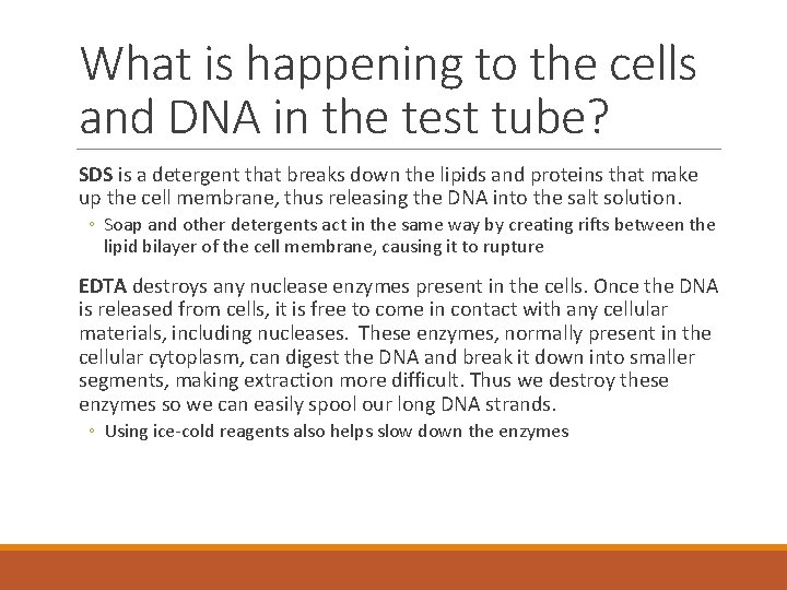 What is happening to the cells and DNA in the test tube? SDS is