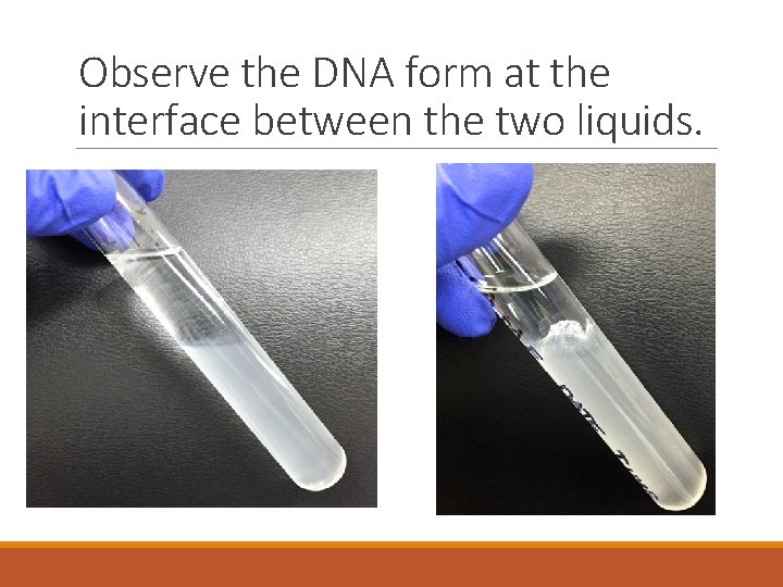 Observe the DNA form at the interface between the two liquids. 