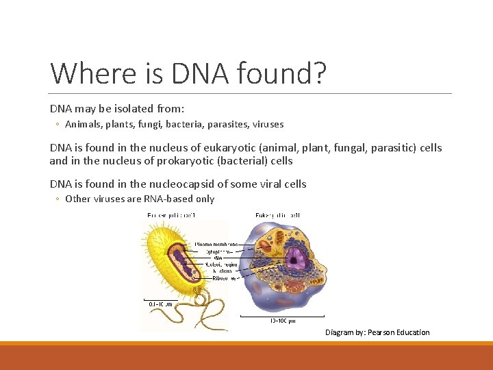 Where is DNA found? DNA may be isolated from: ◦ Animals, plants, fungi, bacteria,
