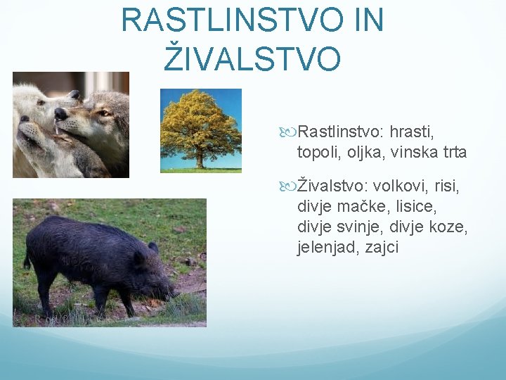 RASTLINSTVO IN ŽIVALSTVO Rastlinstvo: hrasti, topoli, oljka, vinska trta Živalstvo: volkovi, risi, divje mačke,