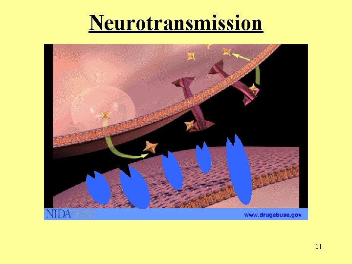 Neurotransmission 11  Neurotransmission 11
