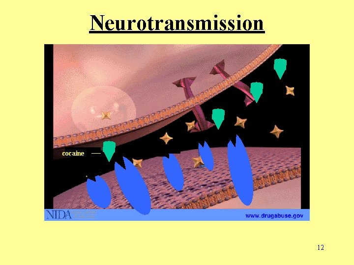 Neurotransmission cocaine 0 12  Neurotransmission cocaine 0 12