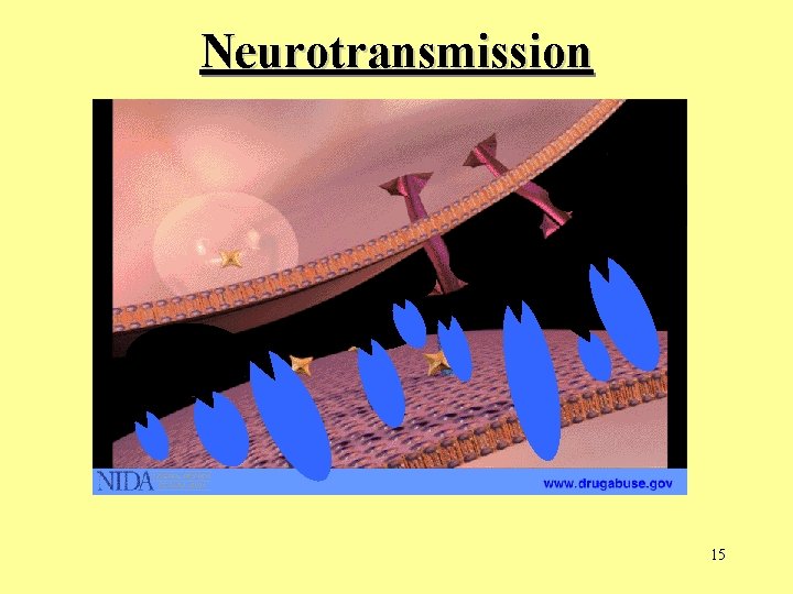Neurotransmission 15  Neurotransmission 15