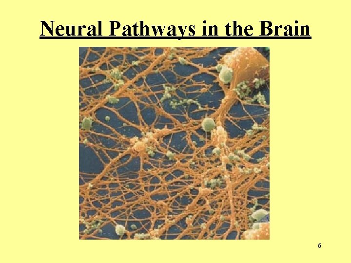 Neural Pathways in the Brain 6  Neural Pathways in the Brain 6