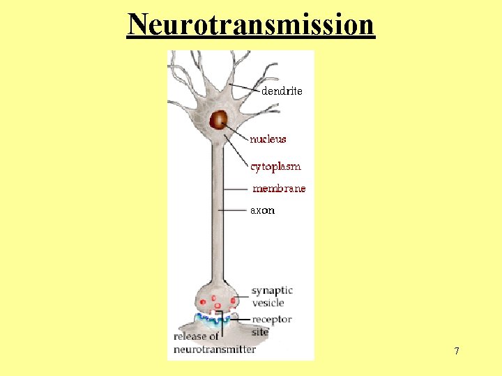 Neurotransmission 7  Neurotransmission 7