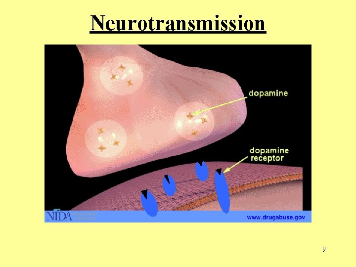 Neurotransmission 9  Neurotransmission 9