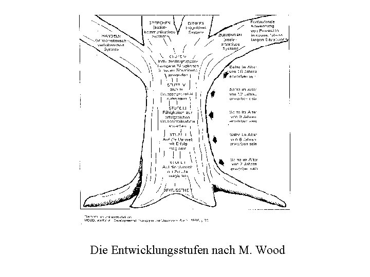 Die Entwicklungsstufen nach M. Wood 