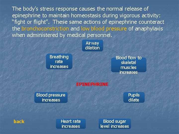 The body’s stress response causes the normal release of epinephrine to maintain homeostasis during