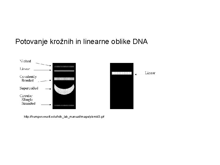 Potovanje krožnih in linearne oblike DNA http: //humgen. wustl. edu/hdk_lab_manual/image/plsmid 3. gif 