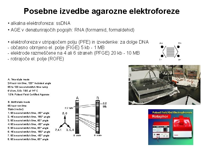 Posebne izvedbe agarozne elektroforeze • alkalna elektroforeza: ss. DNA • AGE v denaturirajočih pogojih: