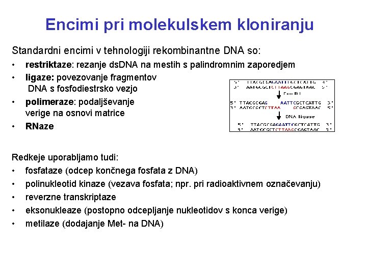 Encimi pri molekulskem kloniranju Standardni encimi v tehnologiji rekombinantne DNA so: • • restriktaze: