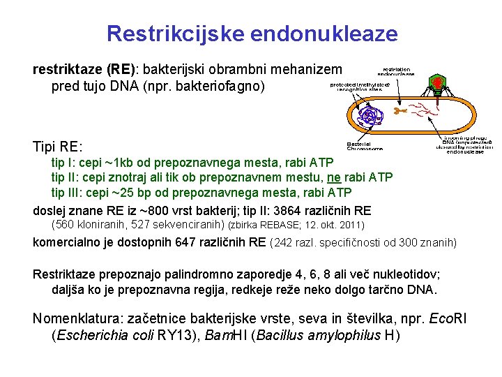 Restrikcijske endonukleaze restriktaze (RE): bakterijski obrambni mehanizem pred tujo DNA (npr. bakteriofagno) Tipi RE: