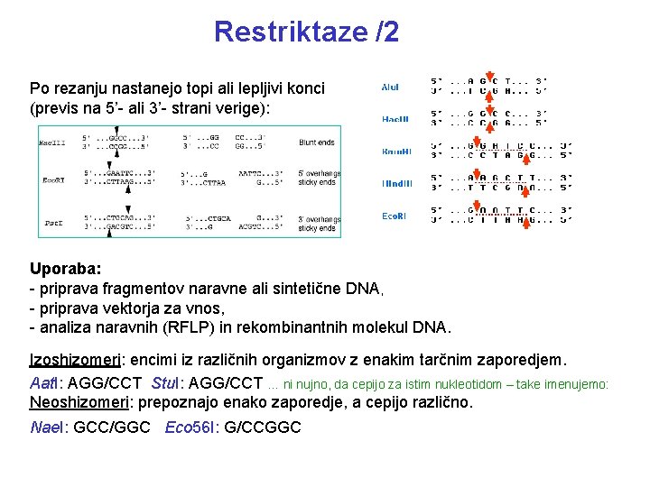 Restriktaze /2 Po rezanju nastanejo topi ali lepljivi konci (previs na 5’- ali 3’-