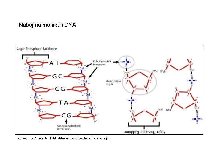 Naboj na molekuli DNA http: //cnx. org/content/m 11411/latest/sugar-phosphate_backbone. jpg 