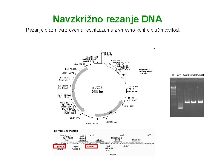 Navzkrižno rezanje DNA Rezanje plazmida z dvema restriktazama z vmesno kontrolo učinkovitosti 