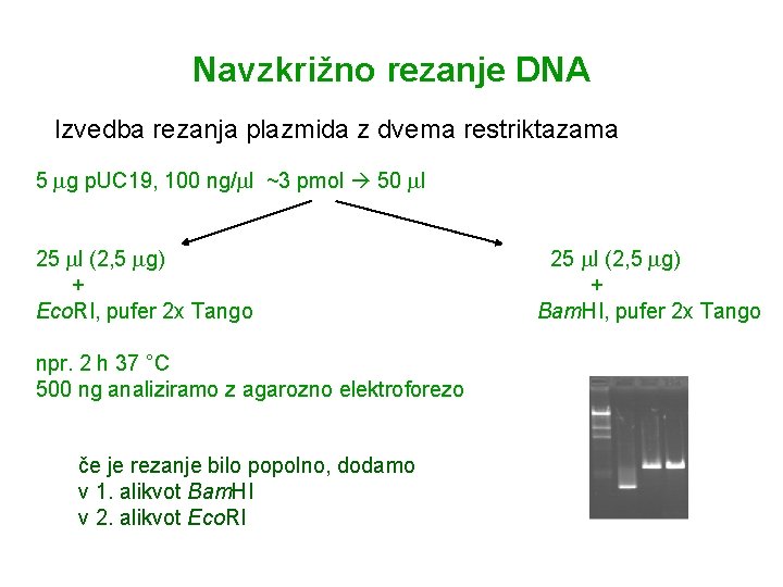 Navzkrižno rezanje DNA Izvedba rezanja plazmida z dvema restriktazama 5 g p. UC 19,