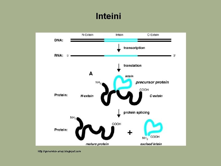 Inteini http: //genomics-array. blogspot. com 