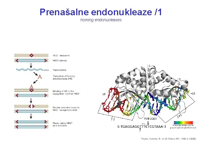 Prenašalne endonukleaze /1 homing endonucleases Thyme, Summer B. , et all. Nature 461, 1300