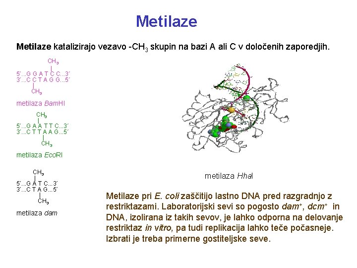 Metilaze katalizirajo vezavo -CH 3 skupin na bazi A ali C v določenih zaporedjih.