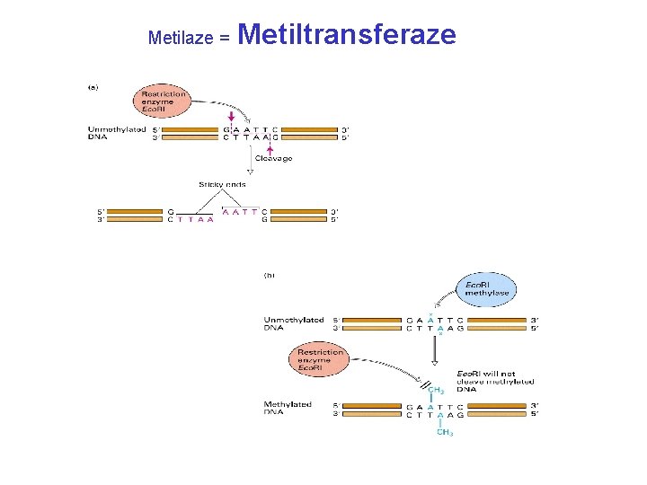 Metilaze = Metiltransferaze 