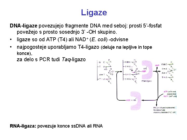 Ligaze DNA-ligaze povezujejo fragmente DNA med seboj: prosti 5’-fosfat povežejo s prosto sosednjo 3’