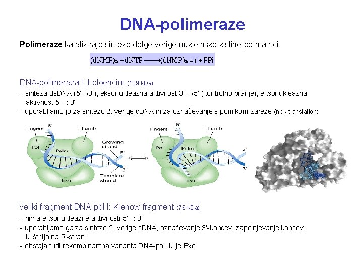 DNA-polimeraze Polimeraze katalizirajo sintezo dolge verige nukleinske kisline po matrici. DNA-polimeraza I: holoencim (109