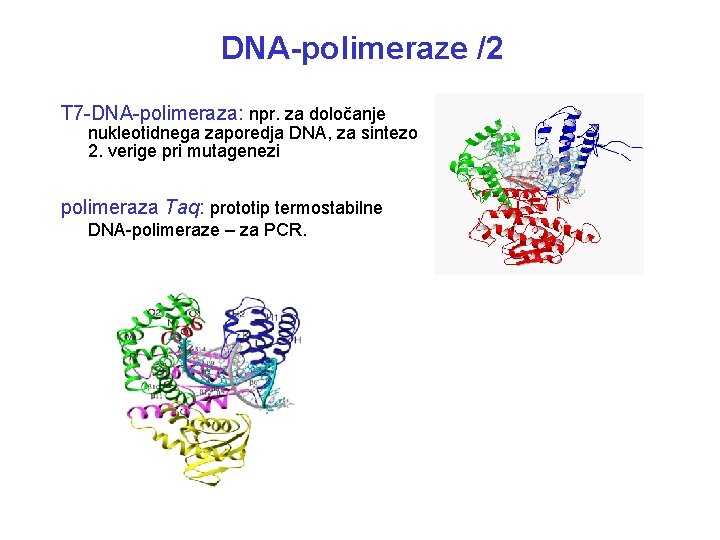 DNA-polimeraze /2 T 7 -DNA-polimeraza: npr. za določanje nukleotidnega zaporedja DNA, za sintezo 2.