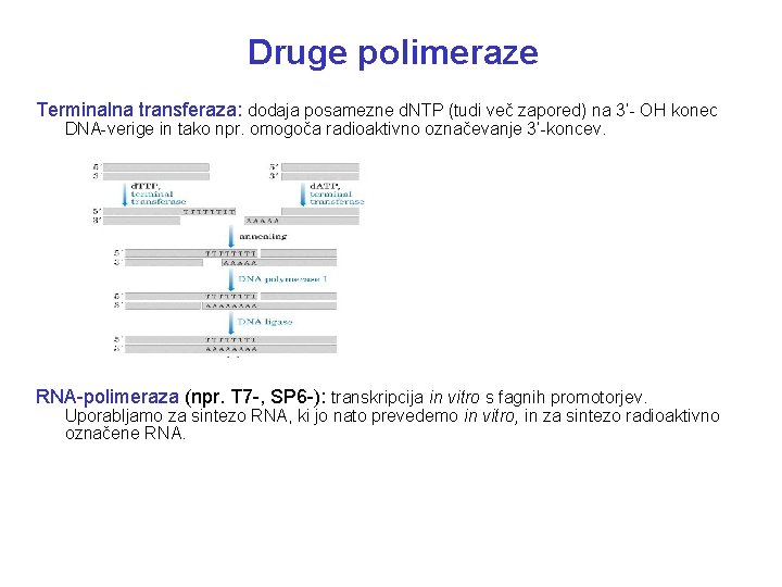 Druge polimeraze Terminalna transferaza: dodaja posamezne d. NTP (tudi več zapored) na 3’- OH
