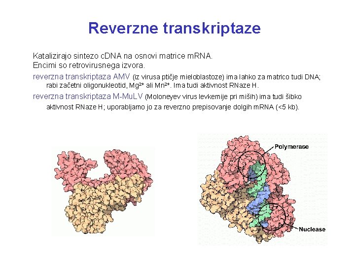 Reverzne transkriptaze Katalizirajo sintezo c. DNA na osnovi matrice m. RNA. Encimi so retrovirusnega