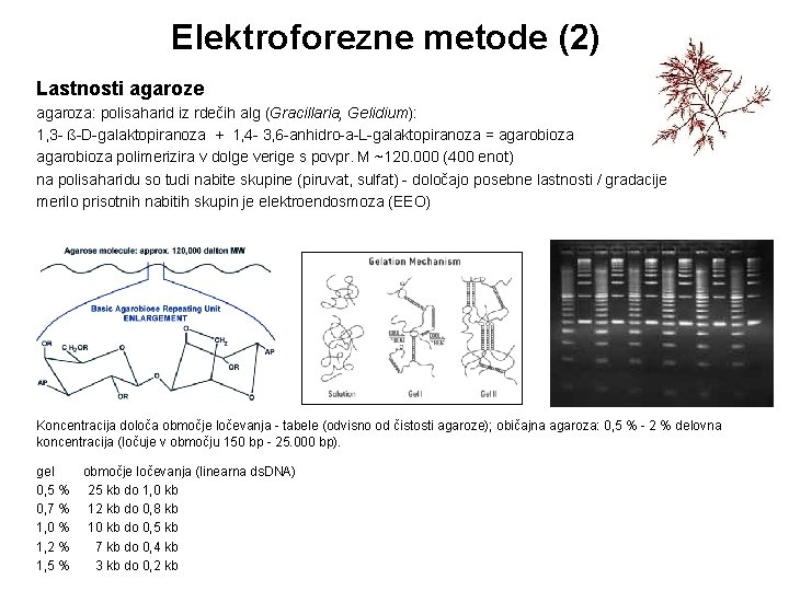 Elektroforezne metode (2) Lastnosti agaroze agaroza: polisaharid iz rdečih alg (Gracillaria, Gelidium): 1, 3