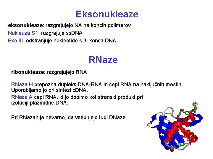 Eksonukleaze eksonukleaze: razgrajujejo NA na koncih polimerov Nukleaza S 1: razgrajuje ss. DNA Exo