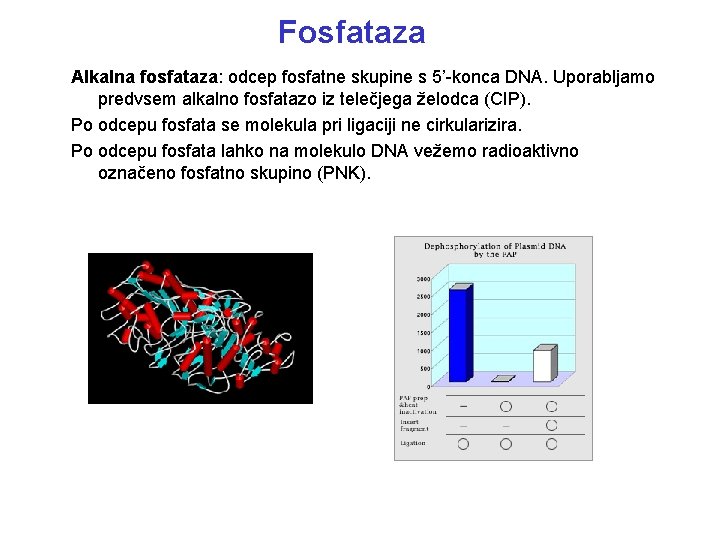 Fosfataza Alkalna fosfataza: odcep fosfatne skupine s 5’-konca DNA. Uporabljamo predvsem alkalno fosfatazo iz