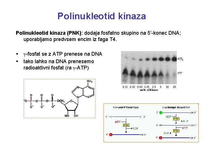 Polinukleotid kinaza (PNK): dodaja fosfatno skupino na 5’-konec DNA; uporabljamo predvsem encim iz faga