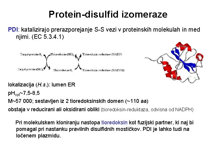 Protein-disulfid izomeraze PDI: katalizirajo prerazporejanje S-S vezi v proteinskih molekulah in med njimi. (EC