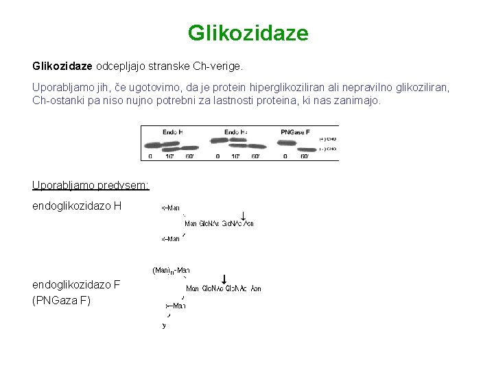 Glikozidaze odcepljajo stranske Ch-verige. Uporabljamo jih, če ugotovimo, da je protein hiperglikoziliran ali nepravilno